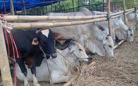 13 Ekor Hewan Kurban Siap Dikorbankan Setko Pekanbaru